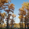 МЧС: в Мордовия ожидается усиление юго-западного ветра