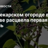 В Аптекарском огороде в Москве расцвела первая сирень