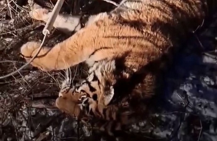 Тигра, который кошмарил приморские села, поймали и отправили на обследование Тигра, который кошмарил приморские села, поймали и отправили на обследование