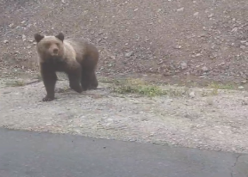 Михалыч, ты что творишь: мэр Циолковского встретил медведя