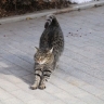 Что не так с вашим котом, портящим комнатные растения 