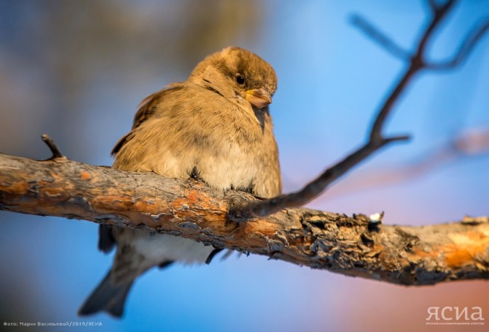 Фотоконкурс «Якутия – дом птиц» объявила Дирекция биоресурсов Фотоконкурс «Якутия – дом птиц» объявила Дирекция биоресурсов