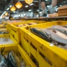 Сенаторы предложили Минсельхозу расширить страхование продукции аквакультуры