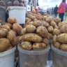 Цены на картофель призвали регулировать