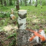 Кировчане потребовали объяснить вырубку деревьев в Парке Победы