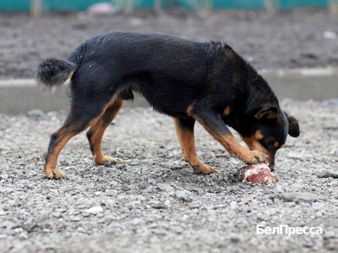 Александр Бастрыкин запросил доклад о расследовании дела о нападении собак в Белгороде