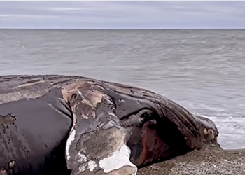 На берег Охотского моря на Камчатке выбросило кита На берег Охотского моря на Камчатке выбросило кита