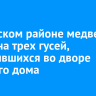 В Братском районе медведь напал на трех гусей, находившихся во дворе частного дома