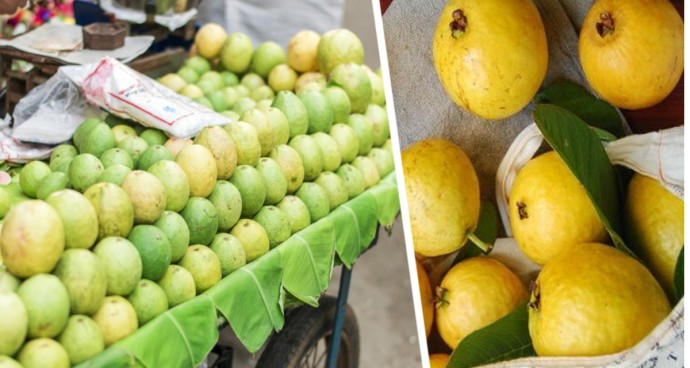 Отправляемся за фруктами в Гоа: Зеленое чудо – выбираем спелую гуаву