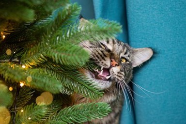 Россиян предупредили об опасности елок