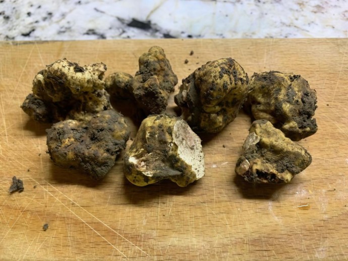 Иркутские биологи впервые обнаружили в России итальянский трюфель Иркутские биологи впервые обнаружили в России итальянский трюфель