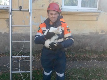 В Уфе спасатели сняли с крышу кошку