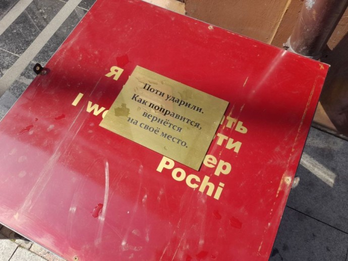 Поти в больнице: любимый пёс владивостокцев снова пострадал от рук вандалов