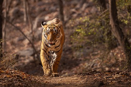 Тигры за сутки растерзали двух жителей одного района Тигры за сутки растерзали двух жителей одного района