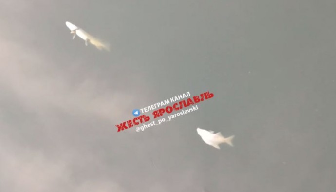 Специалисты разбираются с замором рыбы в реке Вексе в Ярославской области