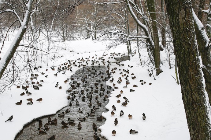 Москвичей приглашают на прогулки по природным территориям столицы