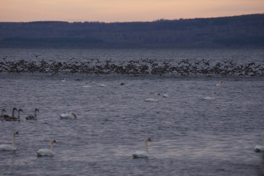 В Башкирии на озеро Кандрыкуль прилетели около 500 лебедей