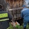 В Башкирии пожарные вытащили корову, провалившуюся в глубокую яму
