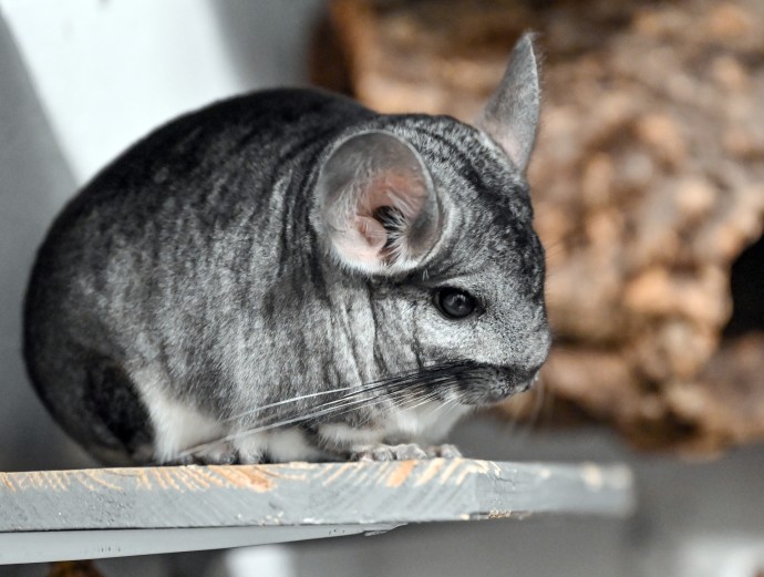 Московский суд запретил объявления о продаже шиншилл из-за их вымирания