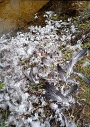 Костромские полицейские ищут виновников расчлененки на знаменитой туристической тропе