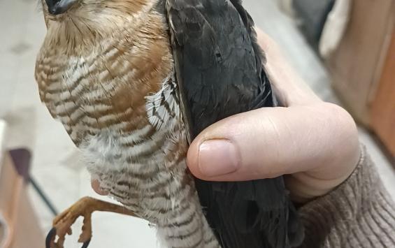 В Курской области кот поймал ястреба и принес его на веранду В Курской области кот поймал ястреба и принес его на веранду