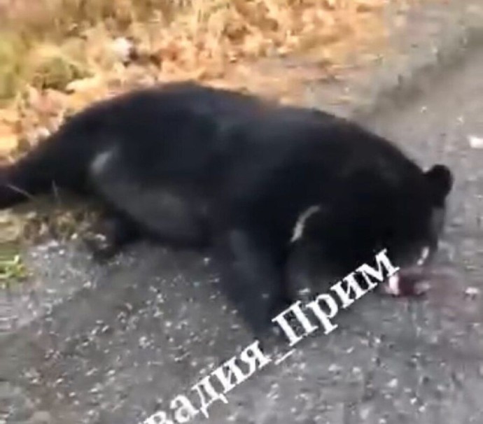 Медведь погиб под колёсами фуры в Приморье Медведь погиб под колёсами фуры в Приморье