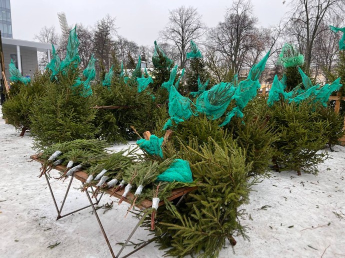 В Ярославле откроют 16 елочных базаров В Ярославле откроют 16 елочных базаров