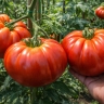 Урожай как из рекламы: 5 простых шагов, которые превратят ваши томаты в предмет зависти