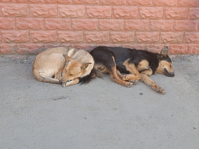 В Пензе почти перестали жаловаться на бездомных собак В Пензе почти перестали жаловаться на бездомных собак