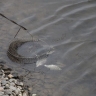 Что происходит с рыбалкой и водой в Астраханской области, изменение меры для экс-мэра, новые сроки выплаты пенсий. Резонансные новости 23 апреля