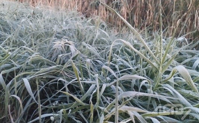 Первые заморозки ударили по югу Сахалина Первые заморозки ударили по югу Сахалина