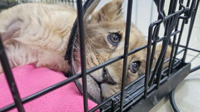 Московский блогер завёл дома львёнка, но потом передал его волонтёрам: у малышки диагностировали переломы Московский блогер завёл дома львёнка, но потом передал его волонтёрам: у малышки диагностировали переломы