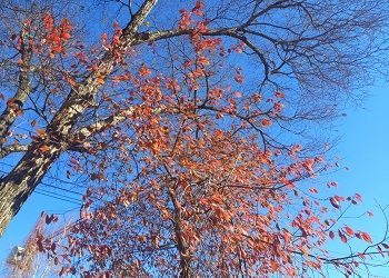 В Приамурье немного потеплеет, но усилится ветер