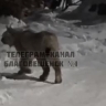 «Кис-кис»: рысь заметили еще в одном районе Благовещенска
