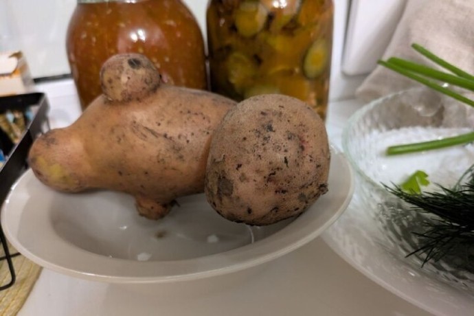 В Воронежской области взлетели цены на картошку и лук В Воронежской области взлетели цены на картошку и лук