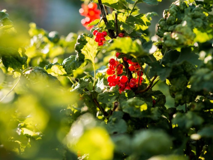 Тля выходит весной с первыми листьями и высасывает сок Тля выходит весной с первыми листьями и высасывает сок