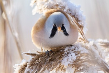 Усатую синицу из Красной книги заметили в Петербурге