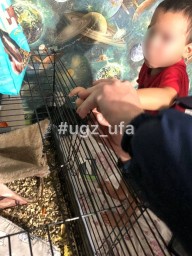 В Уфе палец у малыша застрял в клетке с крысами