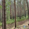 Лес в районе Бурятии атакуют опасные вредители