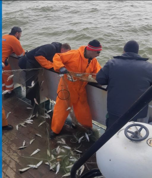 Есть ли селедка в Каспийском море 