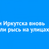 Жители Иркутска вновь заметили рысь на улицах города