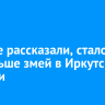 Ученые рассказали, стало ли больше змей в Иркутской области