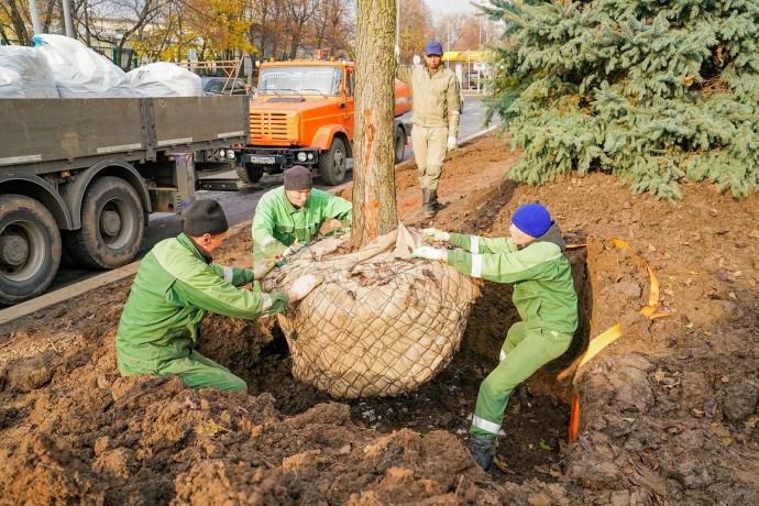 До конца декабря в Москве высадят около 10 тысяч крупномерных деревьев
