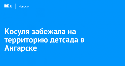 Косуля забежала на территорию детсада в Ангарске