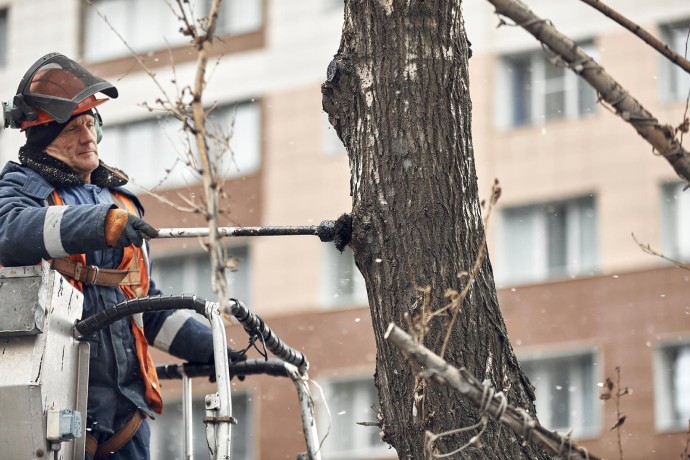 В столице начали омолаживающую и формовочную обрезку деревьев В столице начали омолаживающую и формовочную обрезку деревьев