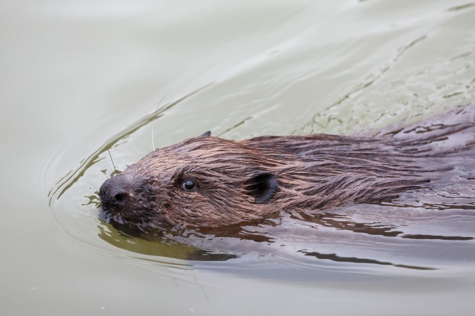 На западе Москвы около реки установили заграждения от бобров
