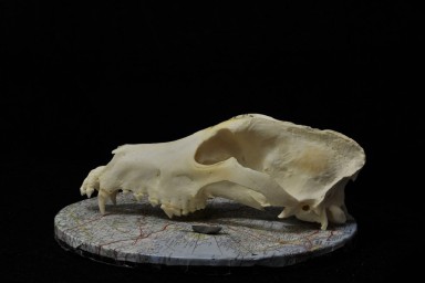 Ученые выяснили, что породы собак начали формироваться 11 000 лет назад