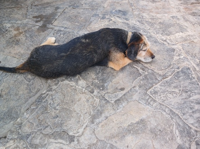 «Они собак всех съели»: дикие животные держат в страхе жителей башкирского города