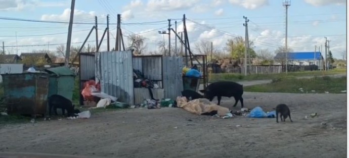 Дикие кабаны с острова копаются на помойке в Астраханской области