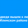 Два медведя вышли к людям в Усть-Илимском районе
